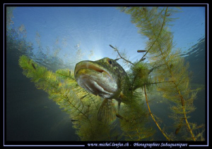 Pike Fish in the sun light... :O)... by Michel Lonfat 